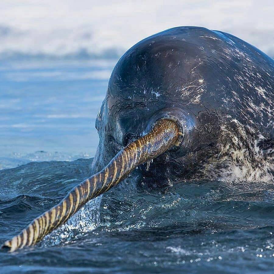 TudiscoveryLA's tweet photo. ¿Cual es el nombre de este animal?

#Tudclnlimited #Tudiscoverylatam #bywilsonpc https://t.co/4WUb59v34X