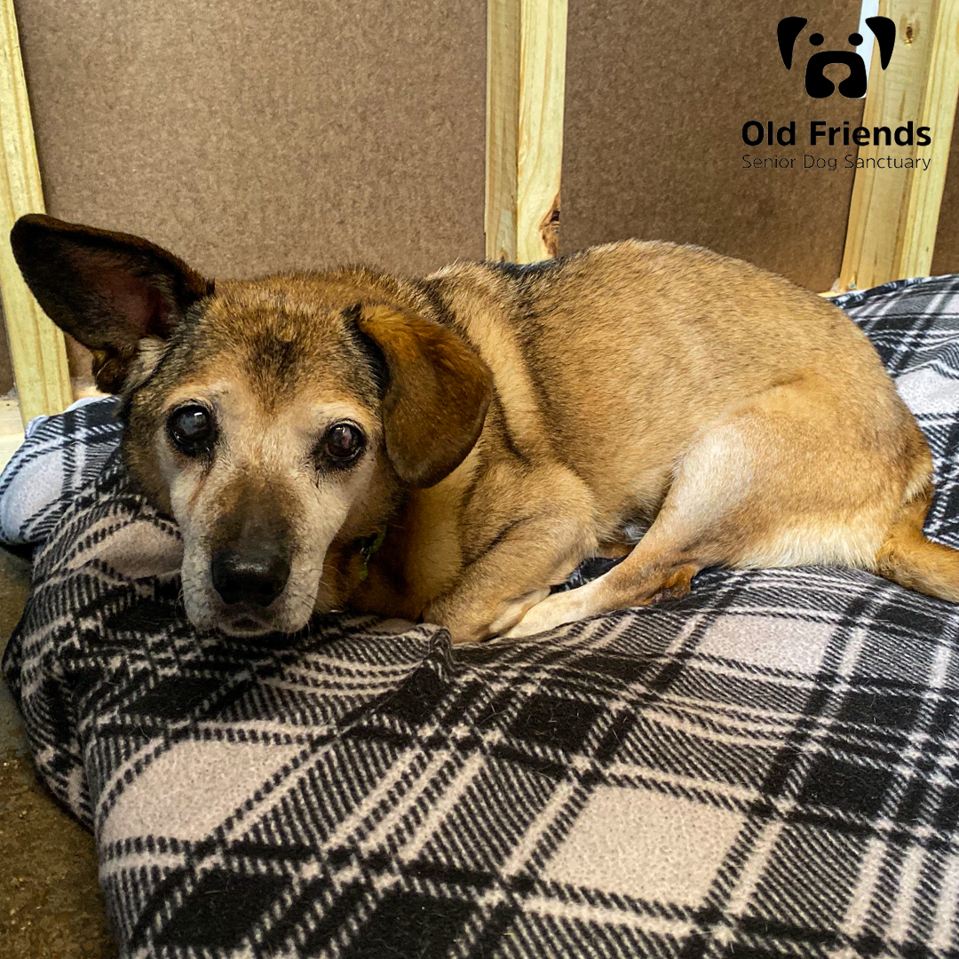 oldfriendssds's tweet photo. Prissy throws that one ear up high when you ring the bell for dinner time! 🐶
#ofsds #seniordogs #ofsdsprissy #dinnertime https://t.co/zmRPZsOi7h