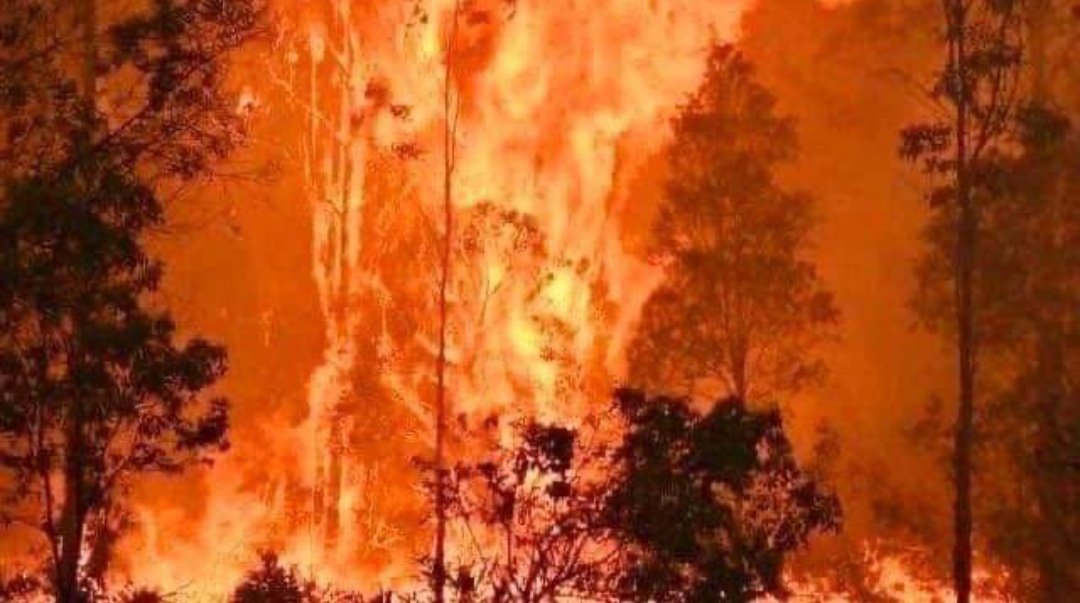 JM_promise_'s tweet photo. Primero Amazonas ahora Australia,si podemos difundir cosas que ni al caso pues es momento de difundir algo importante

A dejado:
•19 muertos 
•500 millones de animales muertos
•Varios desaparecidos
#PrayForAustralia 
#AustraliaOnFire 
#AustraliaBurning 
https://t.co/AXIe8K11sw https://t.co/PBs51zGjoq