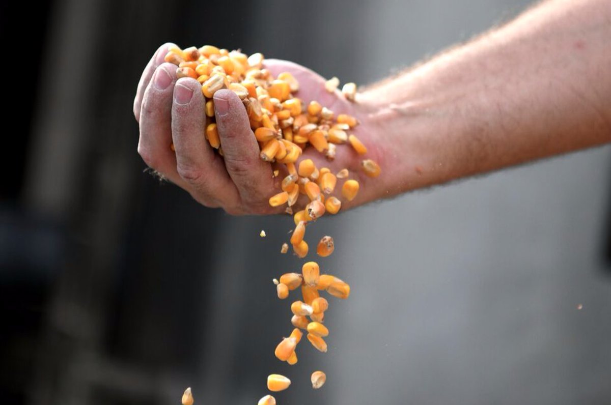 HeavenHill1935's tweet image. Our Bernheim distillery requires 23,000 acres of locally grown corn each year. That's 36 square miles or 3.9 million bushels, and it's grown within 100 miles of our distillery.