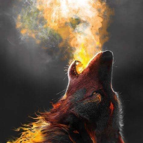 cd_cock's tweet photo. Just a lone wolf.... https://t.co/7cfQYPJSj3