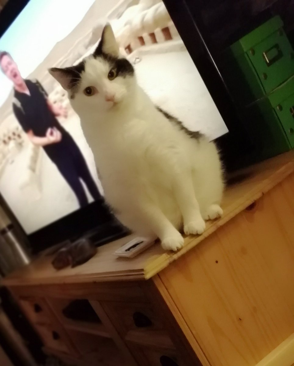 bop_tc's tweet photo. Human got different flavour food
We do not like this flavour
Its not our flavour
Might have to tell the police

We stare at human to stop that flavour and make it go away

Bring us our flavour human! 
#wrongflavour #Food #CatsOfTwitter https://t.co/hnH6MdZQqK
