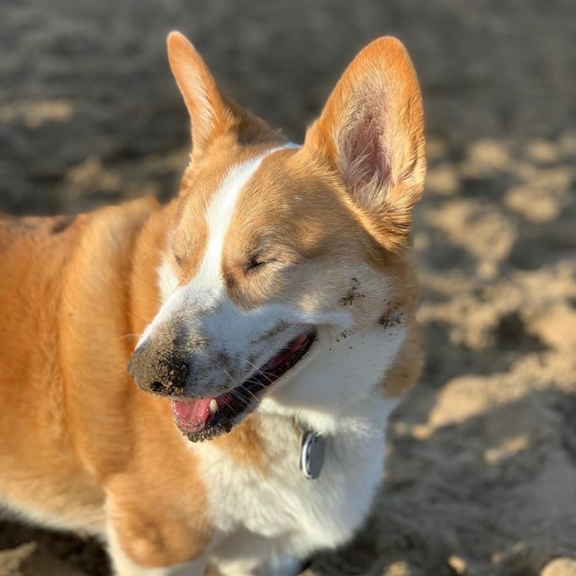 wafflescorgi's tweet photo. When your sister tsunamis sand in your face.
#corgi #corgisofinstagram #dog #dogsofinstagram #dogstagram https://t.co/lWg1q7xVk9 https://t.co/dI6An3rqTS