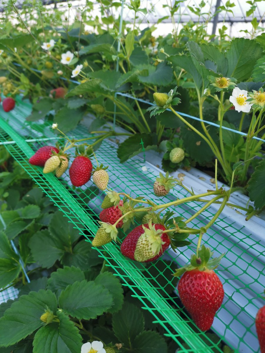 玄海いちご狩り農園 いちご狩りのご案内 新年明けましておめでとう御座います 本年も宜しくお願い致します 本日9 30よりいちご狩り開園となります また土日祝は無くなり次第終了という形で先着順となります 本年も皆様の御来園心よりお待ちして