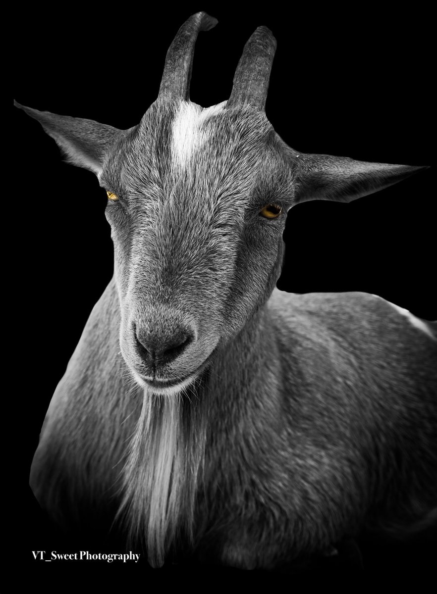 Barn life.
#bnw_captures #bnwphotography #bnw #photography #PhotographyIsArt #PhotoOfTheDay