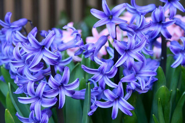 ユニークヒヤシンス 別名 最高の花の画像