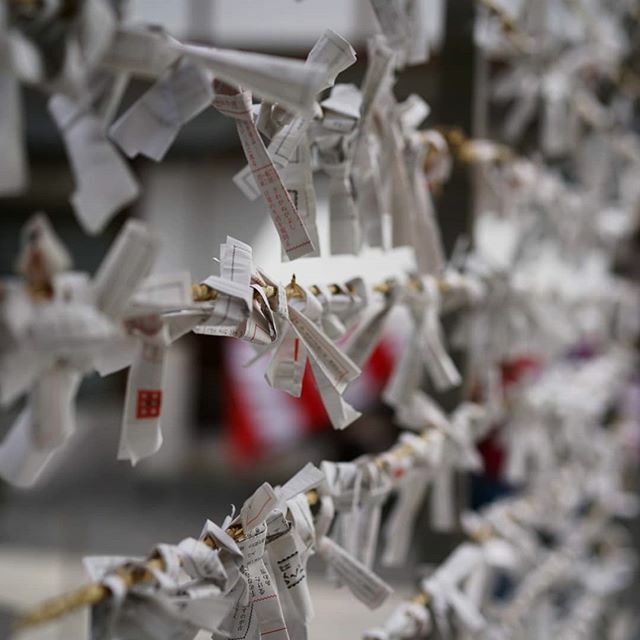 xdargu's tweet photo. The o-mikuji are small pieces of paper with fortunes written on them. They are typically sold at Shinto shrines, like the one next to the Hiroshima Castle. It is a custom to tie it to a metal wire next to the shrine or a pine tree. That should get rid of… https://t.co/BvHuHlJfyK https://t.co/jgM5kXFxF6