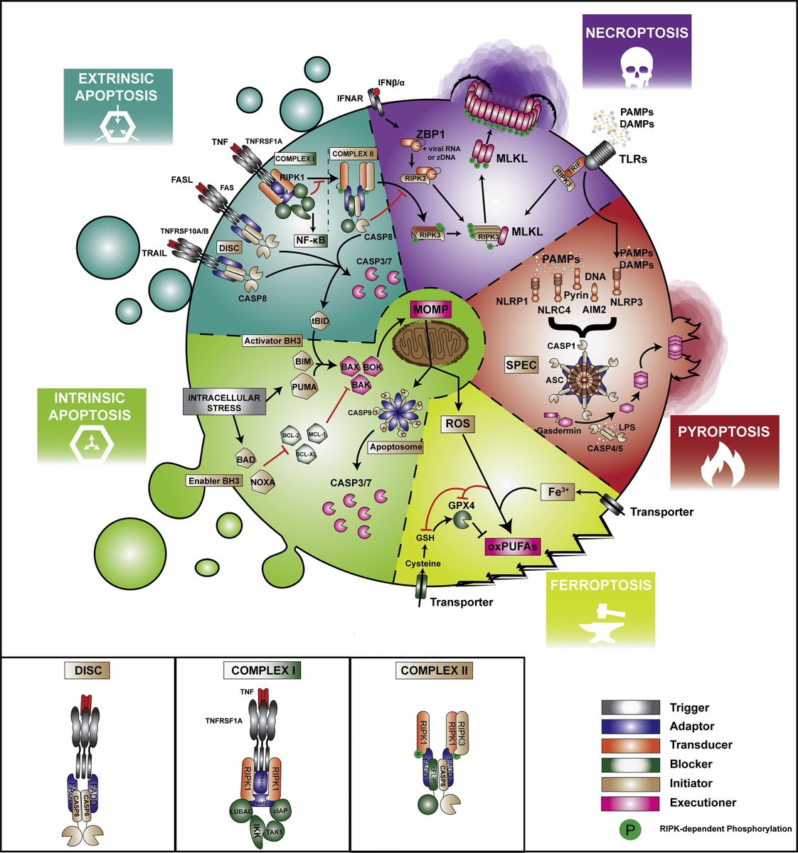 mmw_lmw's tweet photo. The Diversification of #Cell_Death and #Immunity | The Wheel of Death | Pascal Meier @ICR_London @MolecularCell https://t.co/wzFNKYU58y | #2019_Oct_ReCap https://t.co/LEerlQvSDI