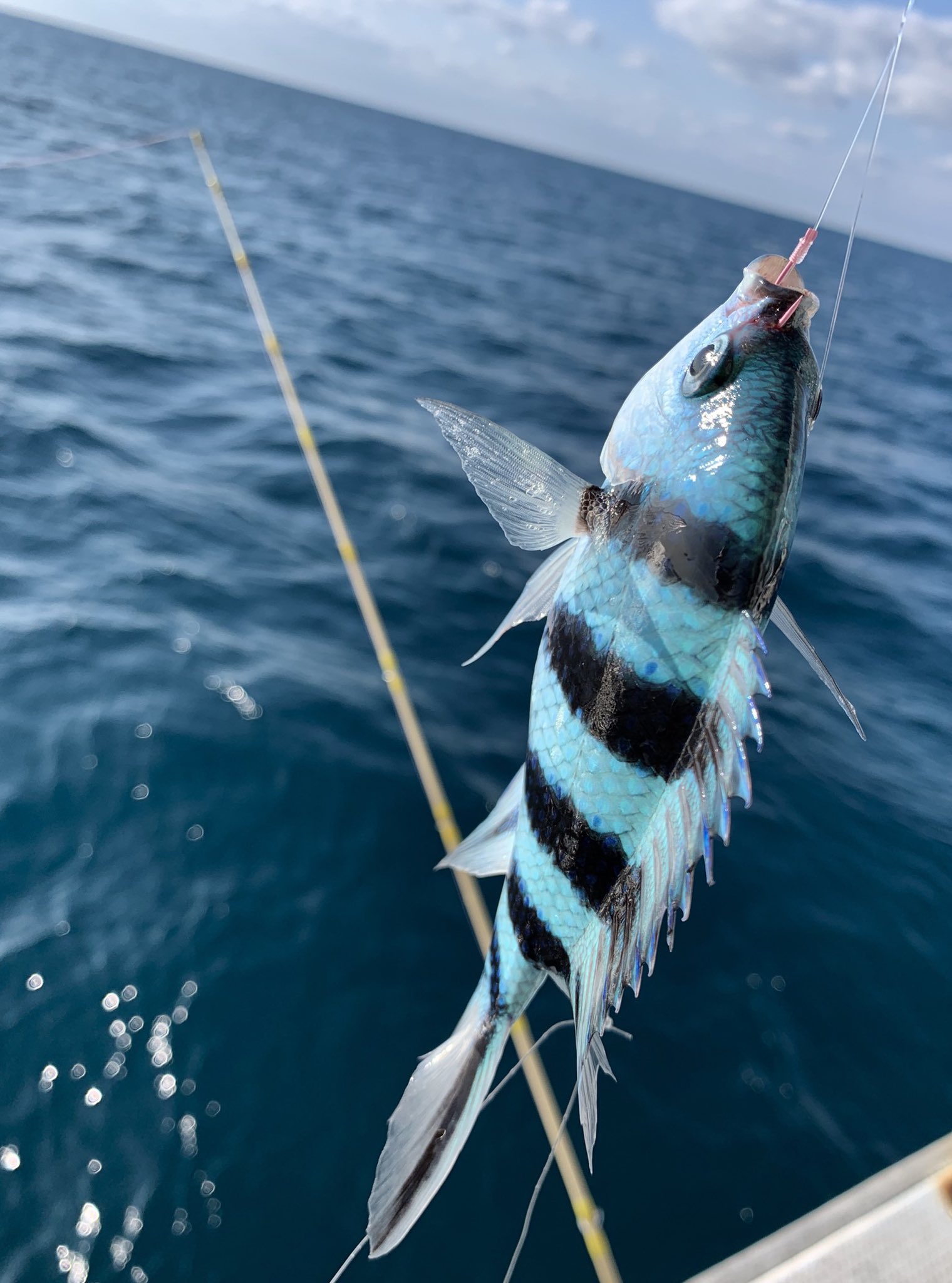伊礼智 いれい さとし 沖縄にて 珊瑚礁内で船釣り トラギスやシルイユ 名も知らない熱帯魚などが釣れた 一生幸福でいたいなら 釣りを覚えなさい 確か 中国のことわざだったはず T Co Eblfdwttk2 Twitter