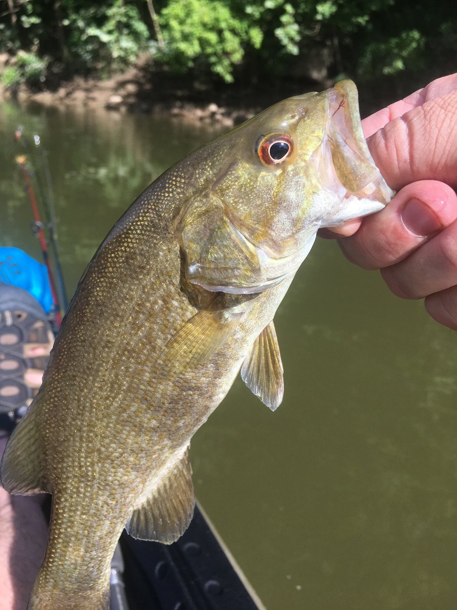 #fridayfishpic is a return to summer float trip on the Bourbeuse River catching smallmouth bass. #mooutdoors #mofishing #smallmouthbass