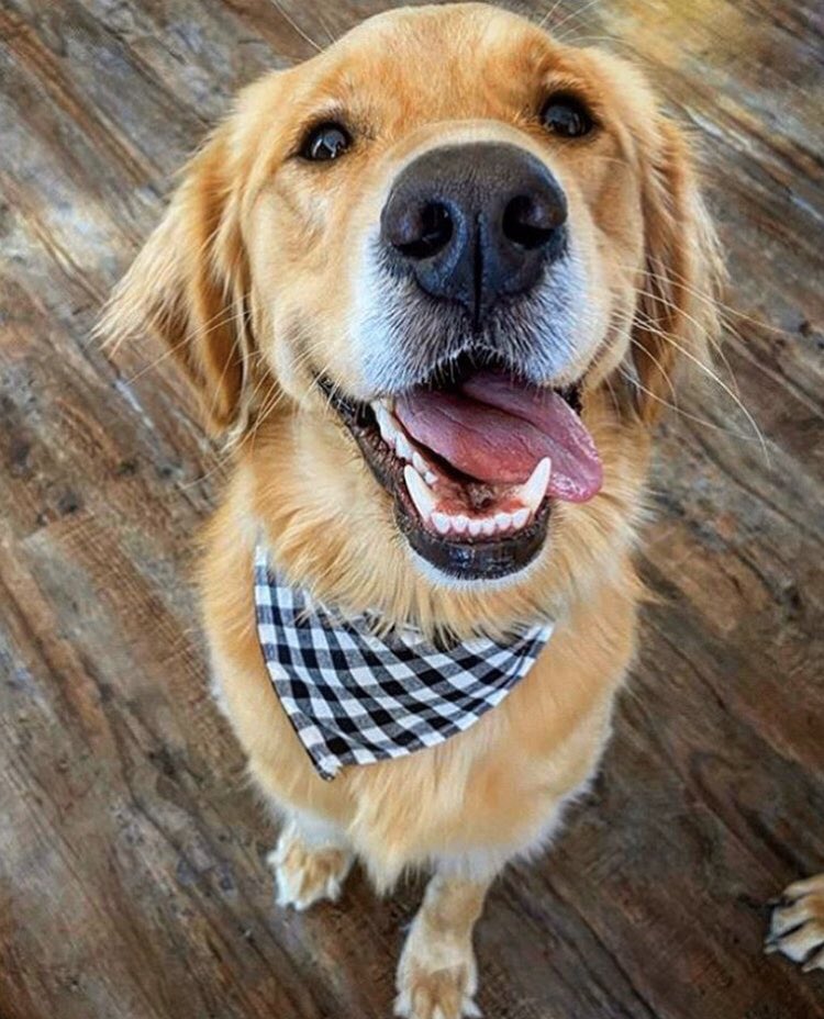 WilhelmBeau's tweet photo. ‼️Attention‼️This is for all you dog lovers out there!! If you and your dog have a great fashion sense CLICK THE LINK BELOW‼️ 🐶 check it out and spread the word! Give it a retweet! I’d really appreciate it😎 https://t.co/eLBbz0GEiY