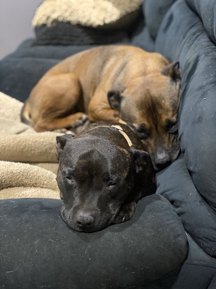 Gotta love our sleep ins 😴🐾 #staffypatrol #jager #ruby #snoozeyoulose #snoozebutton #sleepin #sleepydogs #sleepypups #weekendsleep #staffylove #snugglebuddies #cuddlebuddies #stafftweets #staffymoment #staffys #staffies #englishstaffys #englishstaffies #couchpotatoes