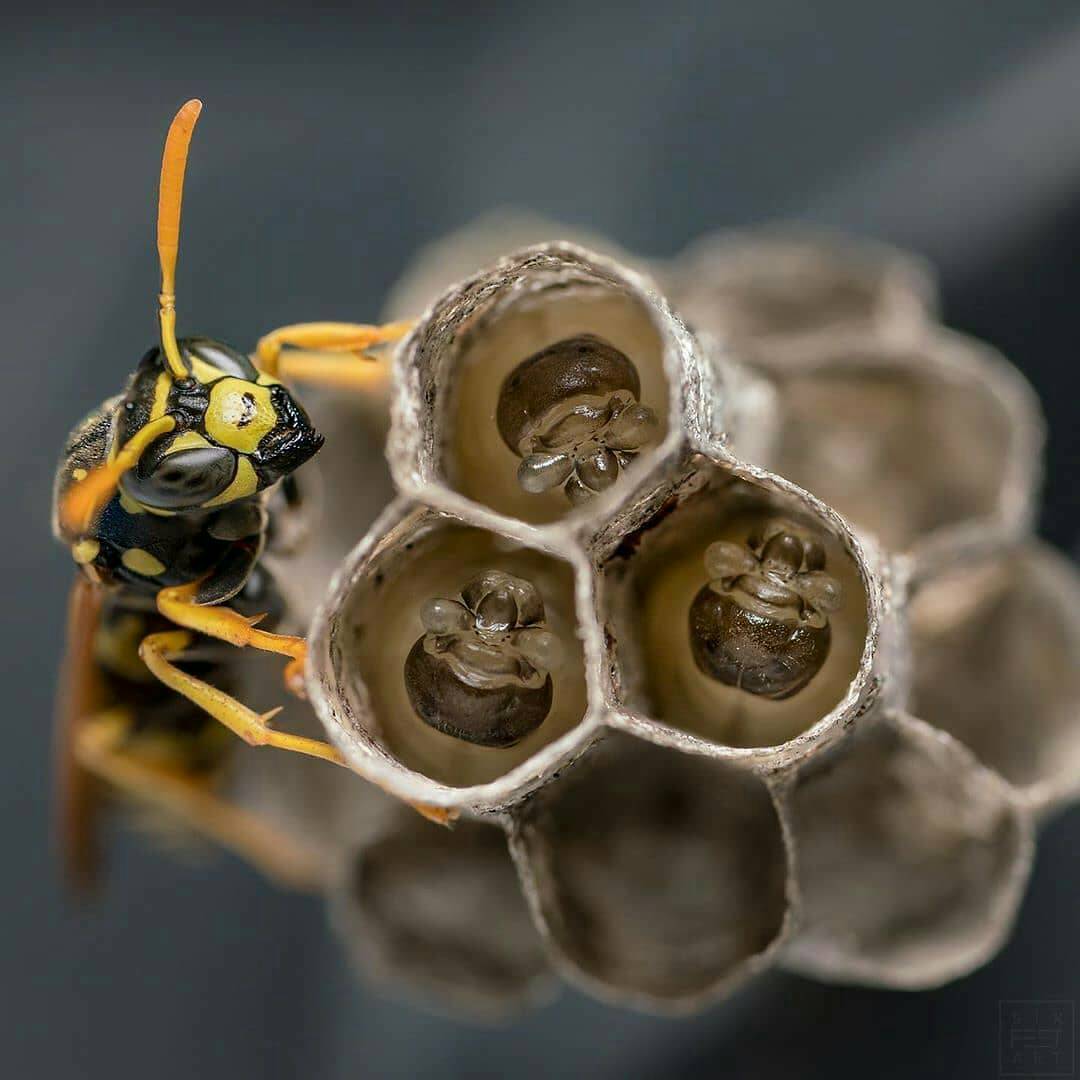 TudiscoveryLA's tweet photo. ¿Qué tan genial es esto?
 ¡Mándale esto a un amigo!

#Tudclnlimited #Tudiscoverylatam #bywilsonpc https://t.co/9M9CAdyodR