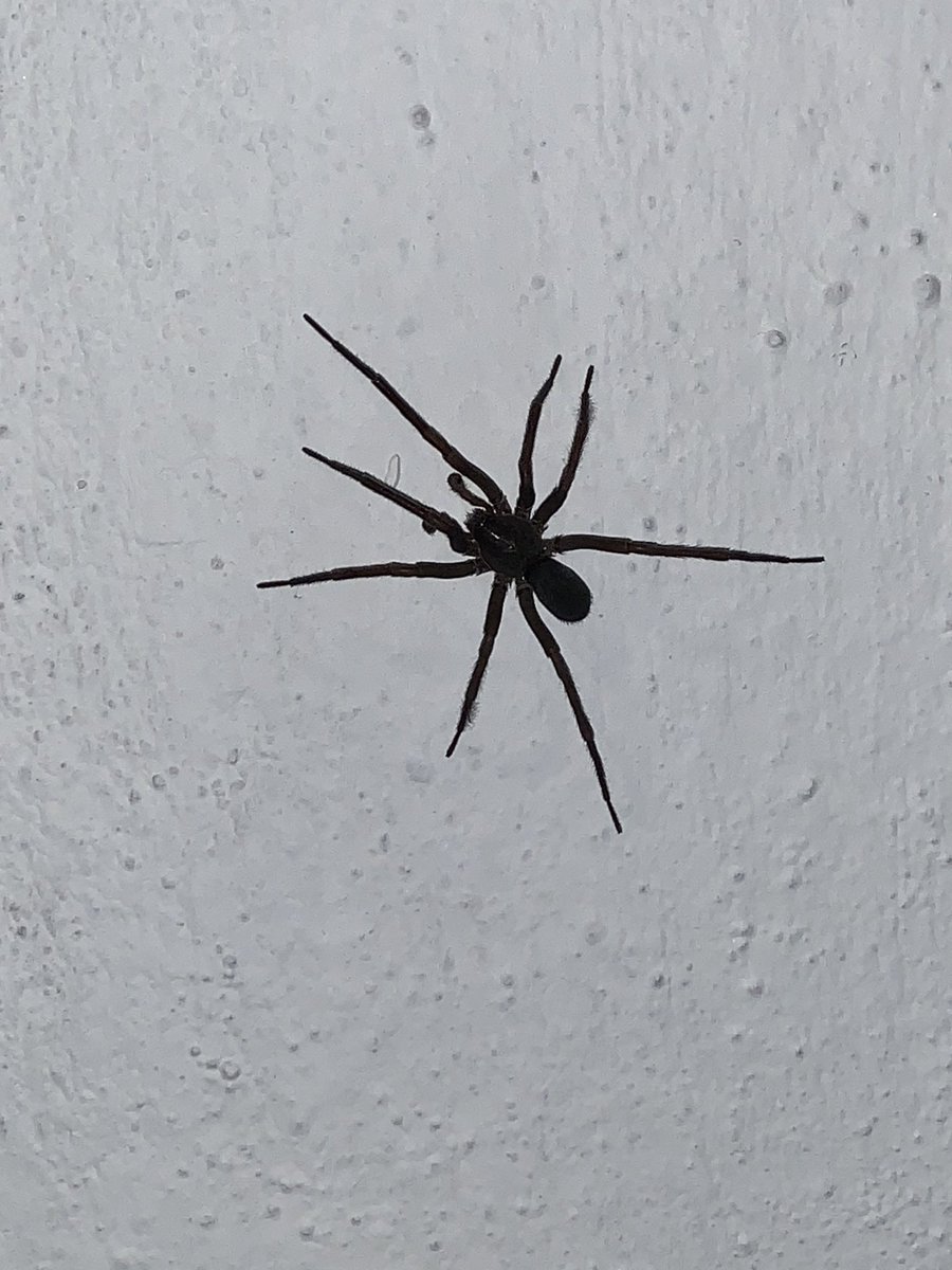 ferdomi's tweet photo. Hola @Arachno_Cosas empezando bien el año? Me ayudas por favor a identificar a esta araña en Cholula Puebla? Gracias https://t.co/KKHK8NBuYo
