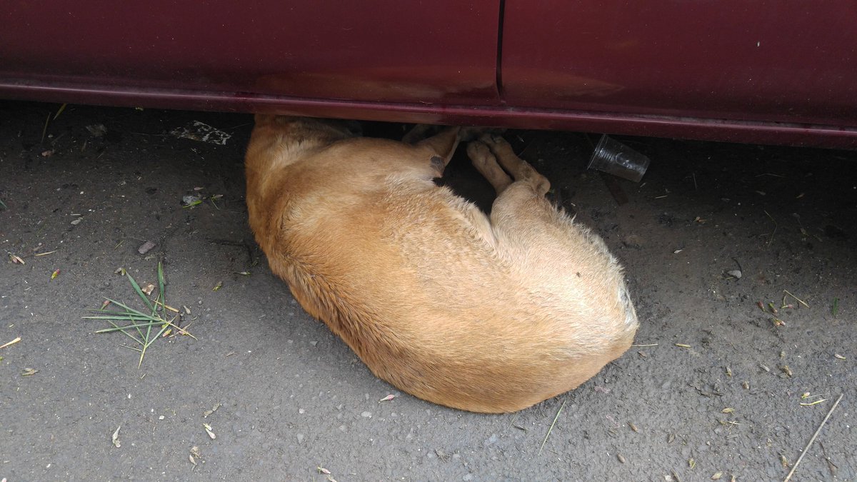 loneskyraine's tweet photo. Please HELP! Ditemukan anjing (gue ga tau jenis apa) 
Lokasi Villa Taman Kartini Bekasi, posisi di Pos 3 Jl. Hasibuan, Poncol Bekasi. 
Dia kedinginan, lemes tp masih bernapas.

RT please https://t.co/37kEzjn64K
