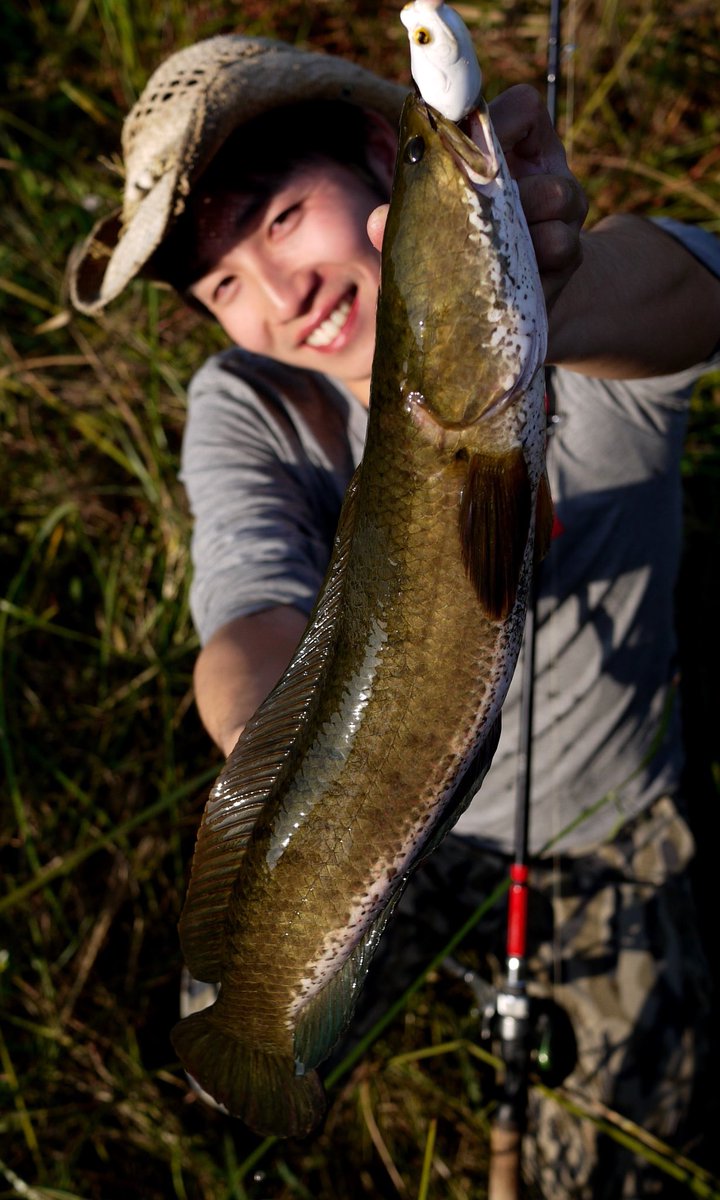 ペスカトーレ中西 ガンユイ釣りの合間 雷魚も釣れるよ って事でフロッグ投げたら 東南アジア圏でお馴染みのストライプドスネークヘッド プラーチョンとかハロワンの方が馴染み深い人が多いかな 溜まりに溜まった雷魚釣り欲を存分に発散させてもらった