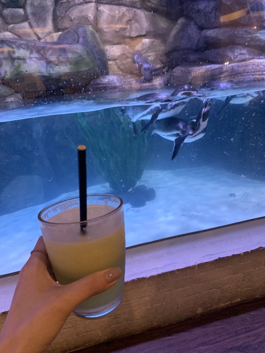 mory7585's tweet photo. このジャカルタアクアリウム、モール内にあるので、出てすぐフードコートで食事が出来ます。
ジャカルタのモール文化たるや。
私はペンギンカフェで一休み☺️🐧❤️
というわけで、ペンギン見ながらお茶しています。
#neosoho https://t.co/cfqerb65S4