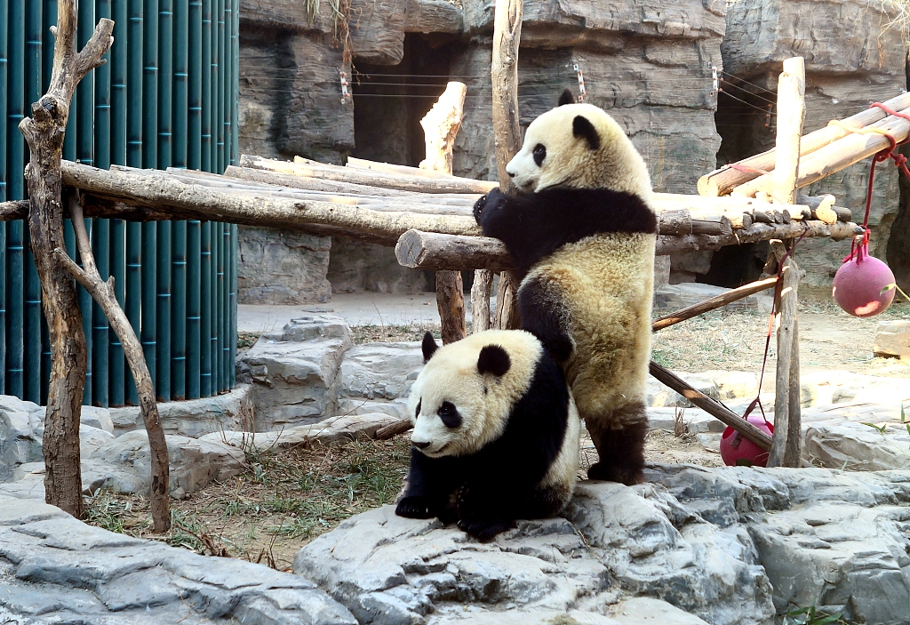 CGTNOfficial's tweet photo. "It's all right buddy, I got your back." 🐼 https://t.co/uXMjBTqbwa