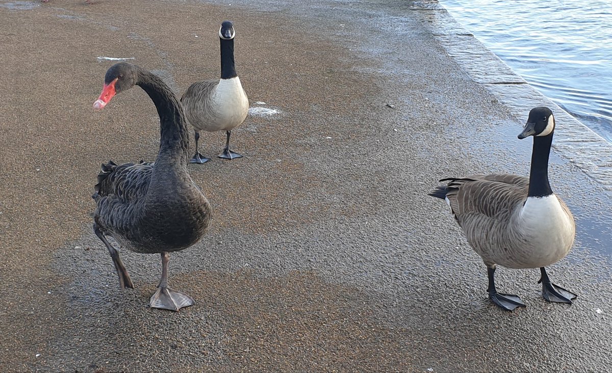 Two Canada Geese and a Black Swan. 
Great title eh?😁
#birdphotography #kensingtongardens #London #roundpond