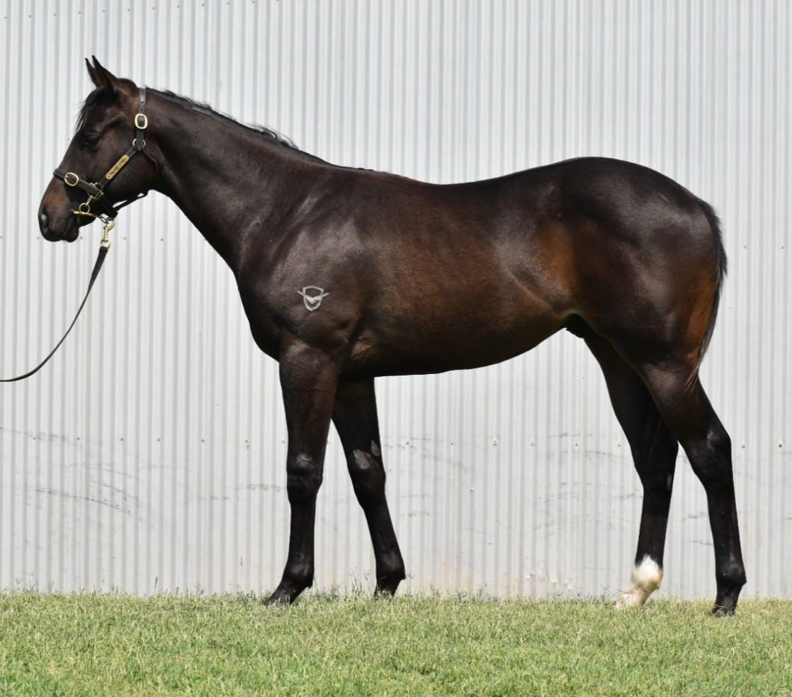 Congratulations to <a href="/DGRTBS/">Duncan Ramage</a> and <a href="/MickPriceRacing/">Price Kent Racing</a> on the purchase of our final horse to sell <a href="/mmsnippets/">Magic Millions</a> Lot 869 a Rubick c. for 160k. 
We were lucky to prepare him for our valued client Sean Duke who is very generous in donating 100k of the process to bushfire relief. 
#BeValiant