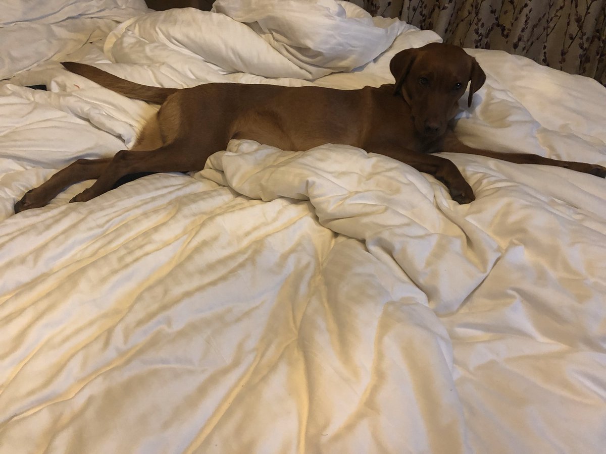 NWWoofers's tweet photo. There was only ever one rule in our house, no dogs on the big bed 👊 https://t.co/XUPGBLRpKQ
