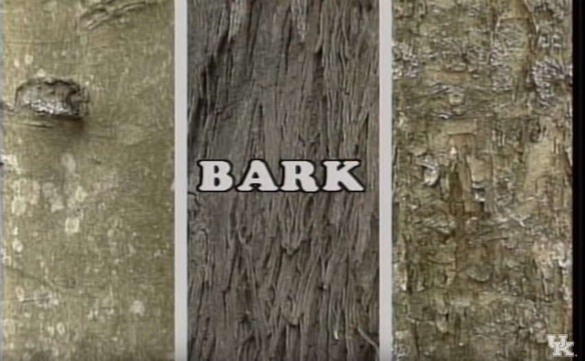KYPlantDisease's tweet photo. Winter Tree Identification
Tree identification during winter when trees are dormant and lack leaves can be a challenge. This video is a great resource for identifying tree species common to the Appalachian region during winter months.
#UKAg #KYExtension
https://t.co/1STA3Z4U29 https://t.co/X56ChtrHrw