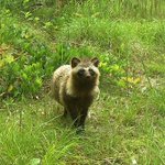 福島第一原発周辺で野生動物が大量に繁殖しているらしい!