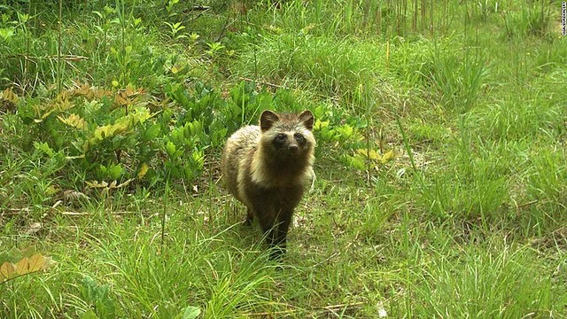 福島第一原発周辺で野生動物が大量に繁殖しているらしい！