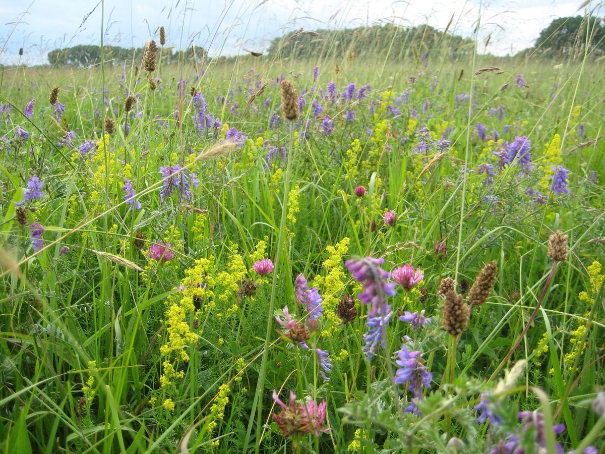 Oxfordshire's Chimney Meadows are among the last unspoilt flood meadows surviving in the heart of the Thames Valley. @heritagelottery helped us buy them in 2003, and we have since restored them to their former glory. A heritage treasure for #HeritageTreasures 2020