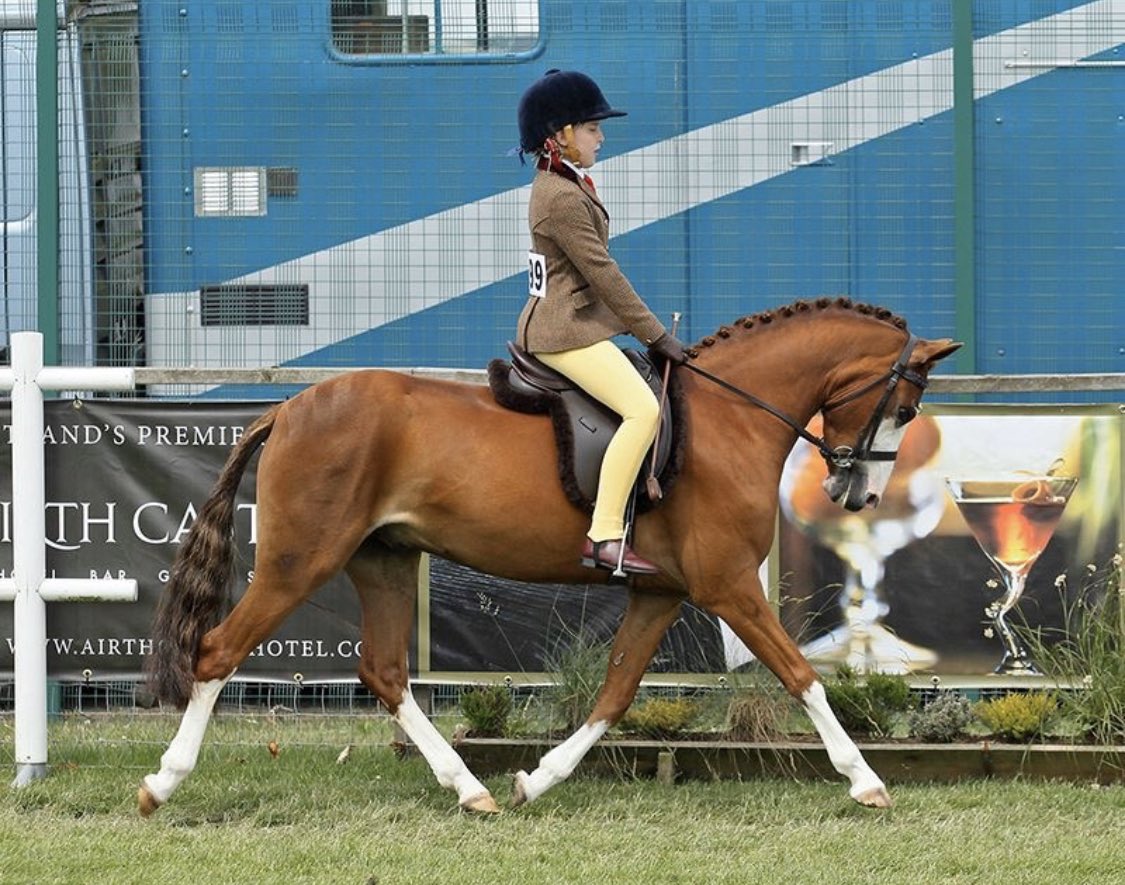 Coligone's tweet photo. Word of mouth endorsements are by far the best recognition! Coligone really does transform horses - and lives! Who wants a pony in a stable when you can be at the RIHS? ❤️
https://t.co/0rNDgwZ7lf
#gastricsupport247 #gastricacidstress #coligone #happyhorses https://t.co/juPVsi3Xd1