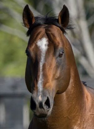 StephenIrwin69's tweet photo. So a guy walks into @mmsnippets and sits at a table in the sales ring and the waiter says โwhat do you wantโ . โGive me a Snitzel mateโ When the big races are on he always delivers . Champion sire 3 times @ArrowfieldStud https://t.co/h8rpfeo55Z