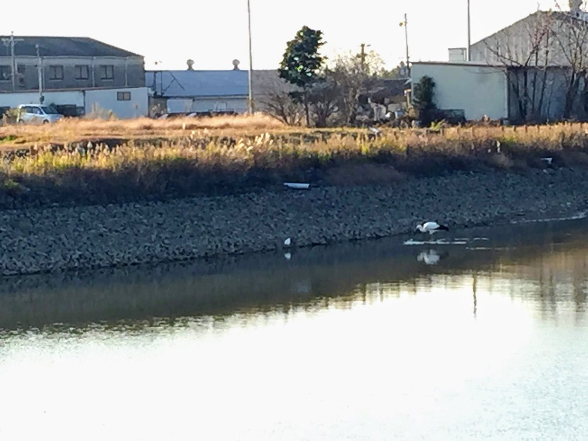 redrobin_3's tweet photo. コウノトリに遭遇♪
カメラ持ってないときに限って…

＃東播磨のコウノトリ https://t.co/OObaFXknBr