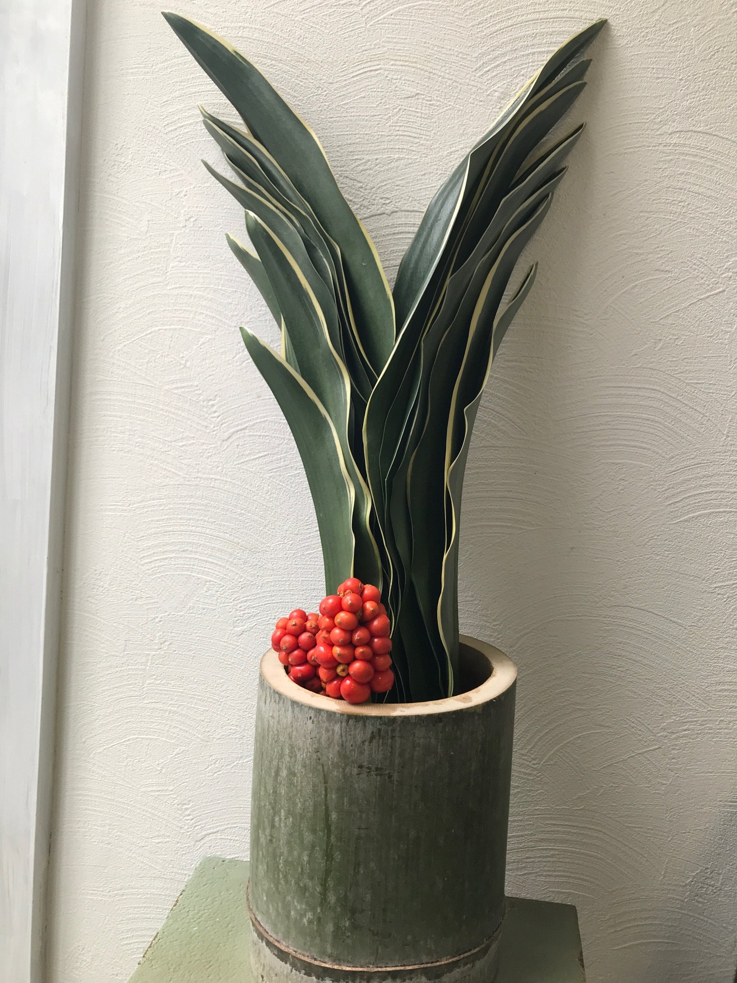 Arcobaleno Sur Twitter 万年青 オモト 科名 属名 ユリ科 オモト属 学名 Rohdea Japonica Roth 別名 縁起草 分類 常緑 多年草 花言葉 長寿 崇高な精神 歴史は古く400年以上前から園芸に用いられてきたオモト 江戸末期より品種改良が進み新しい品種が増え現在