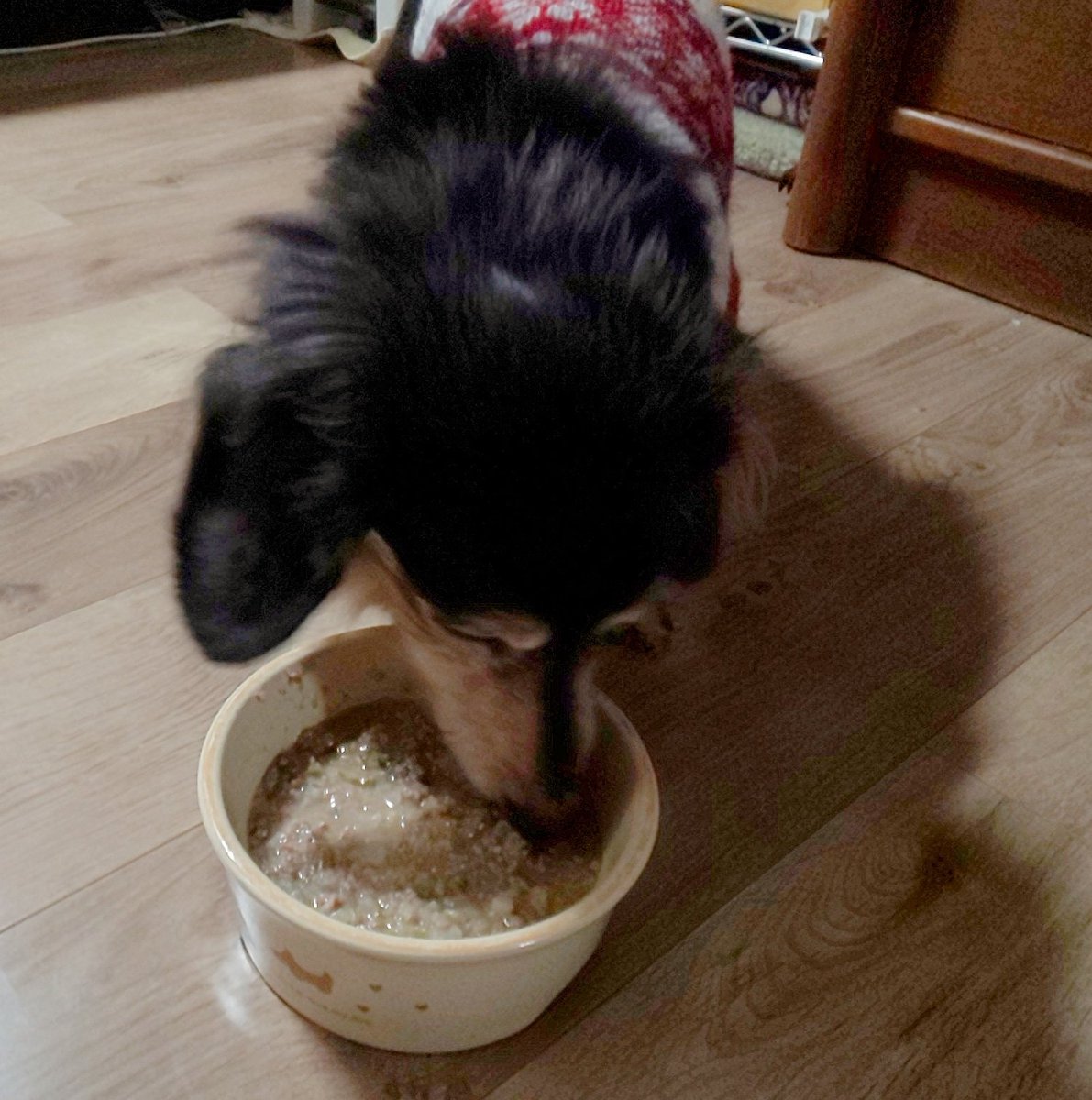 モカ こっちは犬ご飯 歳のせいか最近食い付き 悪いので 挽肉とカブの葉っぱに大根キャベツをとろとろに煮込んで ミキサーで粉末にしたドックフードのカリカリを混ぜて たまにあげてると とても食い付きが 良い 他にも絹豆腐やじゃがいも サツマイモ入れ