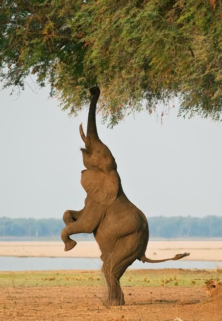Fact file of the day: Can you believe it??! An Elephant can pick up a coin with his trunk, he can also pick up a tree trunk. That's pretty awesome!!
https://t.co/cXjnUpdnbE
https://t.co/buwdEHtUuz
https://t.co/T9VdkkwQ3h
https://t.co/MiEJ9p0yyX
#visituganda #ugandawildlifesafari https://t.co/lLPHXUyRyW