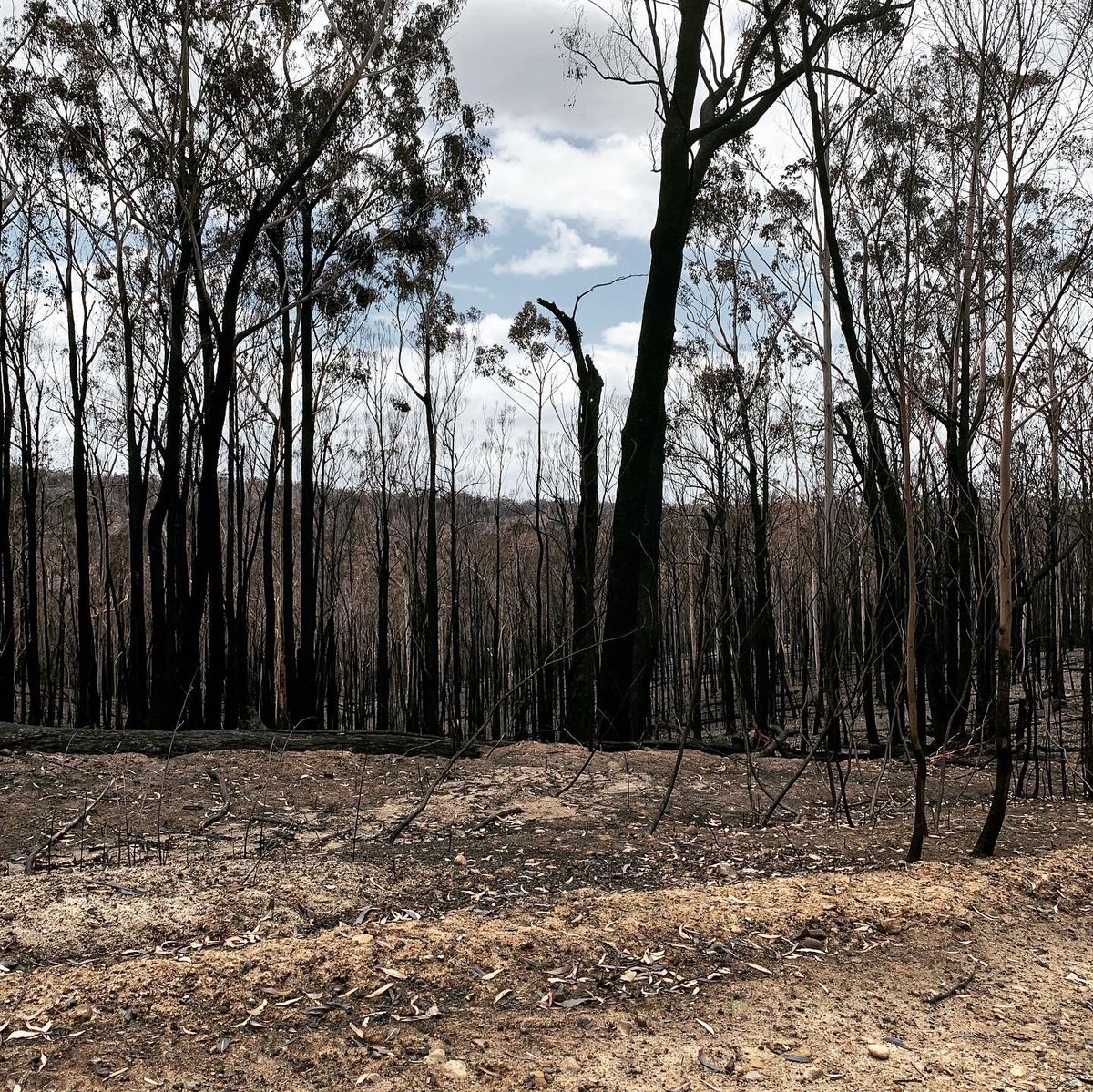 Donated hay delivered to bushfire affected farmers in Orbost. Great effort from all involved in the Nullawil community. Special shout out to local legend Barks for putting it all together. #farmingcommunity