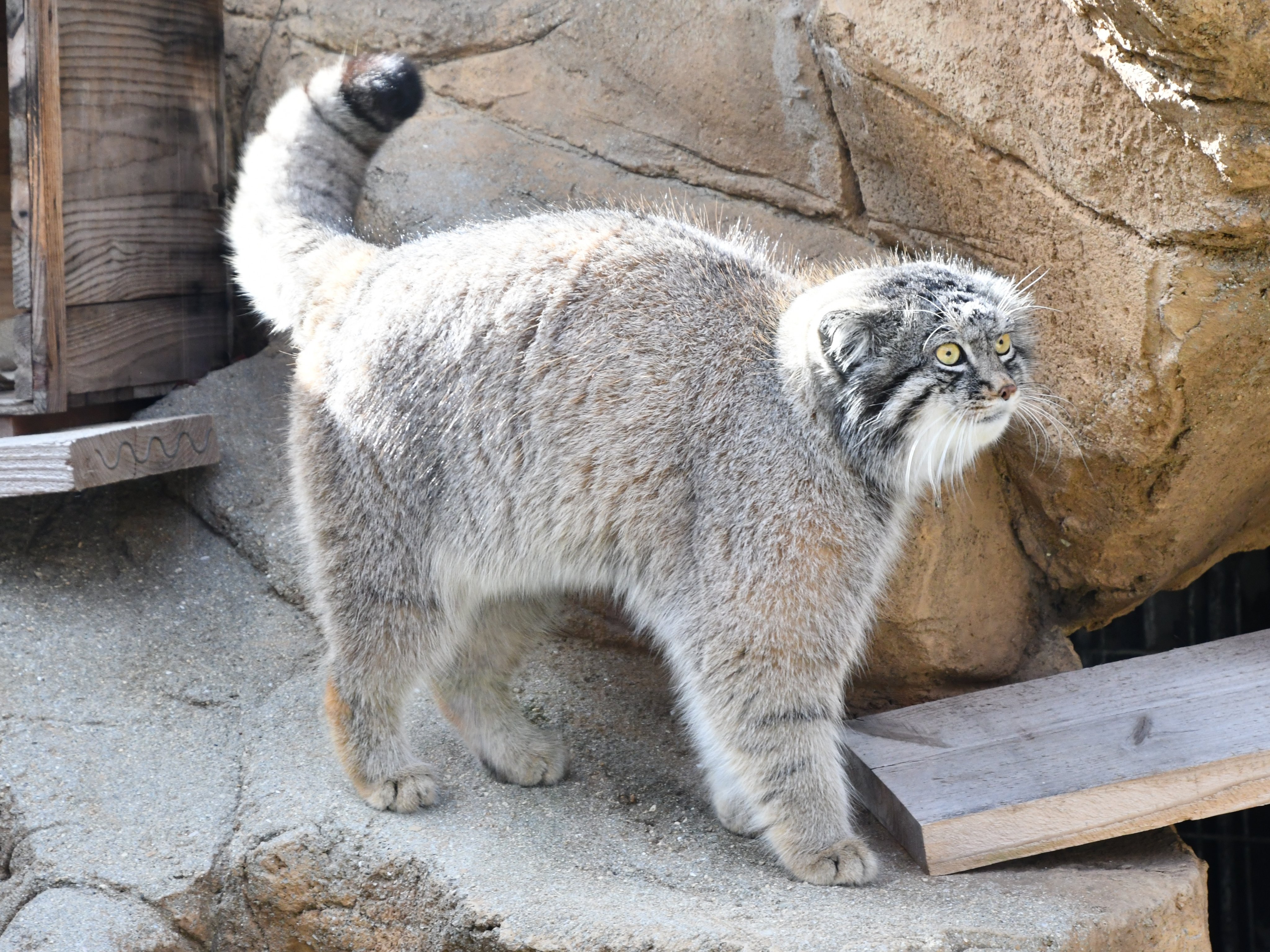 神戸市立王子動物園 公式 Twitter પર マヌルネコのイーリス よく動き回っていました どれもかわいらしいポーズです 神戸市 王子動物園 マヌルネコ T Co X8adffby Twitter