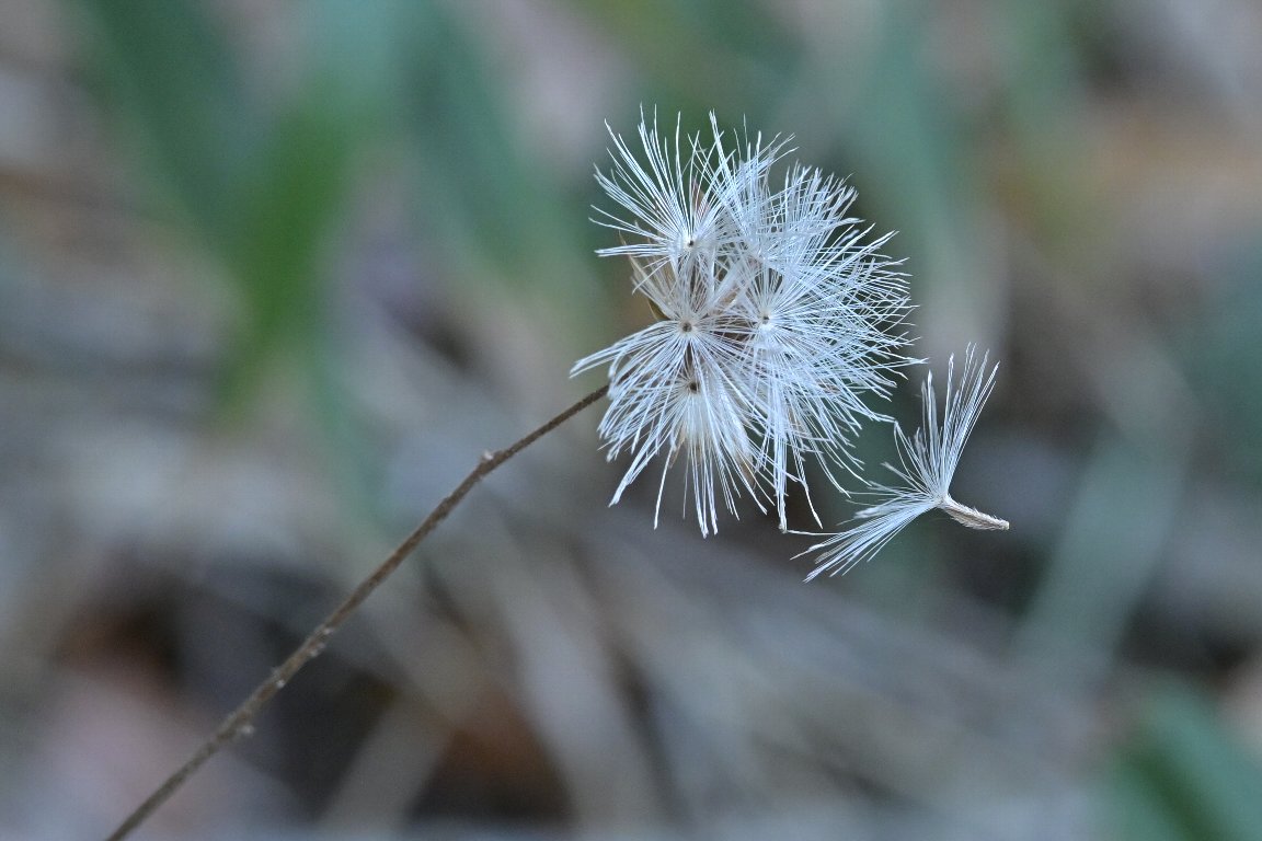 漱石枕流 コウヤボウキ 高野箒 の冠毛 By Z50 コウヤボウキの花には赤系と白系がありますが これは白系のコウヤボウキの花後の冠毛 ひとつの種子が旅立とうとしていました コウヤボウキ 高野箒 冠毛 綿毛 暦生活写真部 T Co Pgtyay5nvh