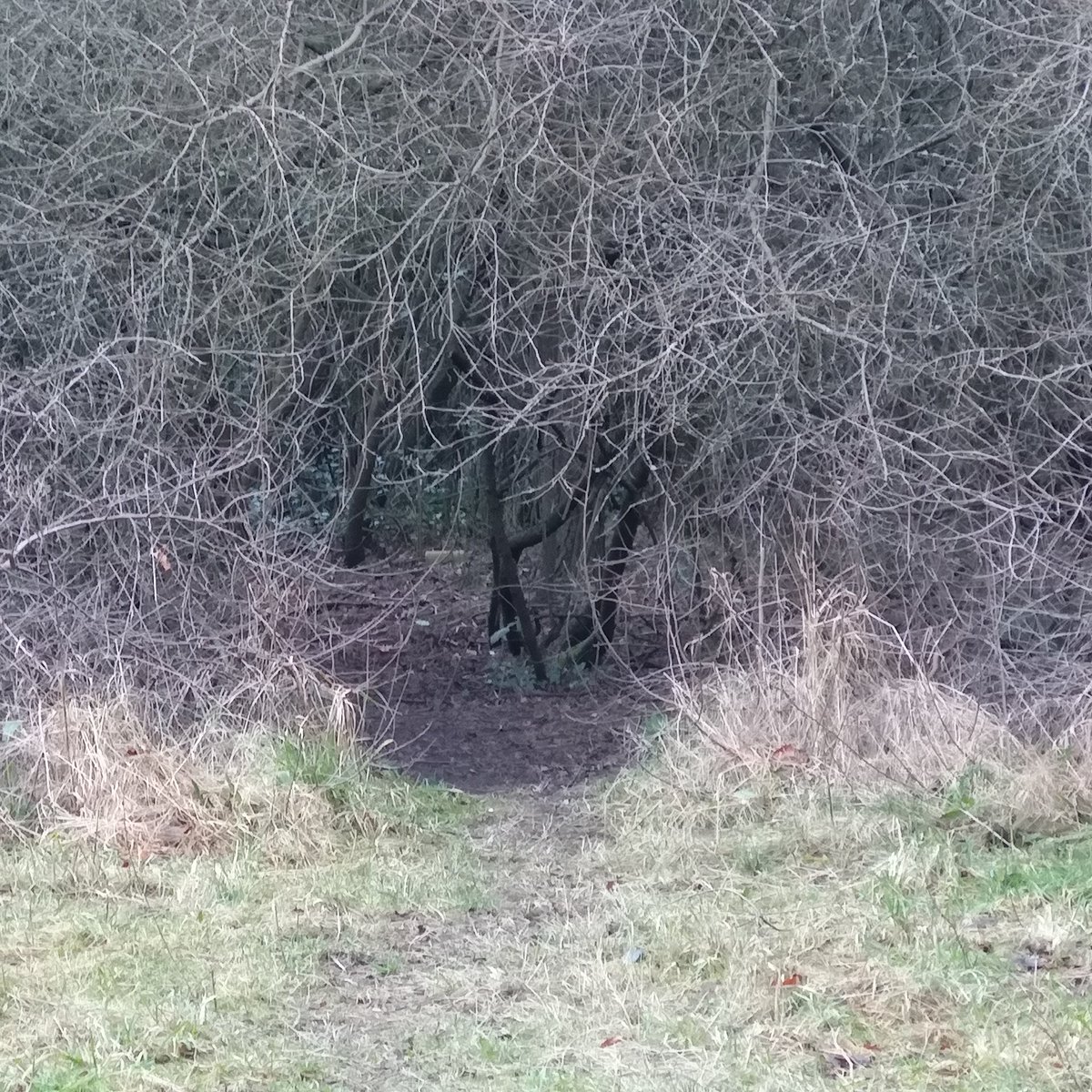 What do we reckon? Animal or Hobbit hole?

#hiking #walking #hobbit #saturdaywalk #wildlife #WritingCommunity