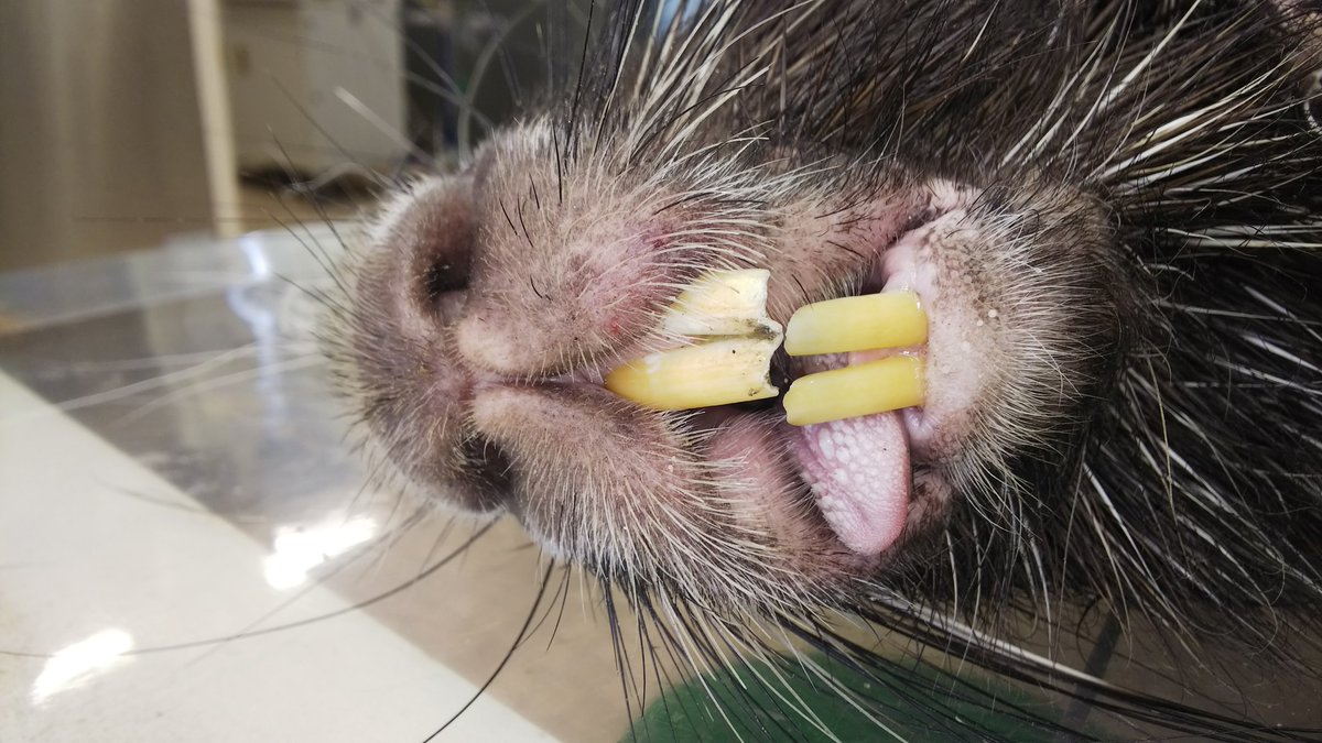 ねずみ年 一発目の麻酔下での健康診断は、アフリカタテガミヤマアラシ