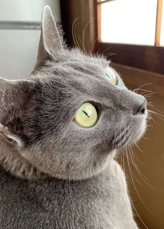 今回は Pomupuurin 様のロシアンブルーちゃんです 三 音海はる のイラスト