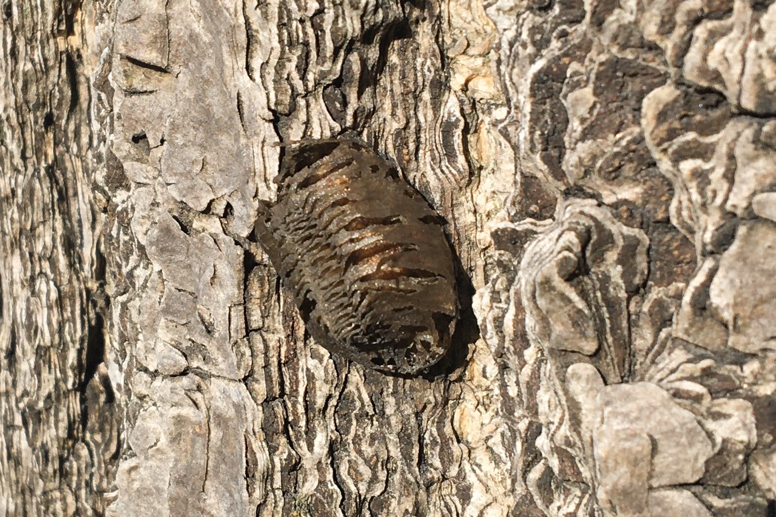 すぎもとゆうま V Twitter おそらく孵化後のカマキリの卵です ２つ同時に見つけました 虫 昆虫 Insect かまきり Mantis 生き物 Creature