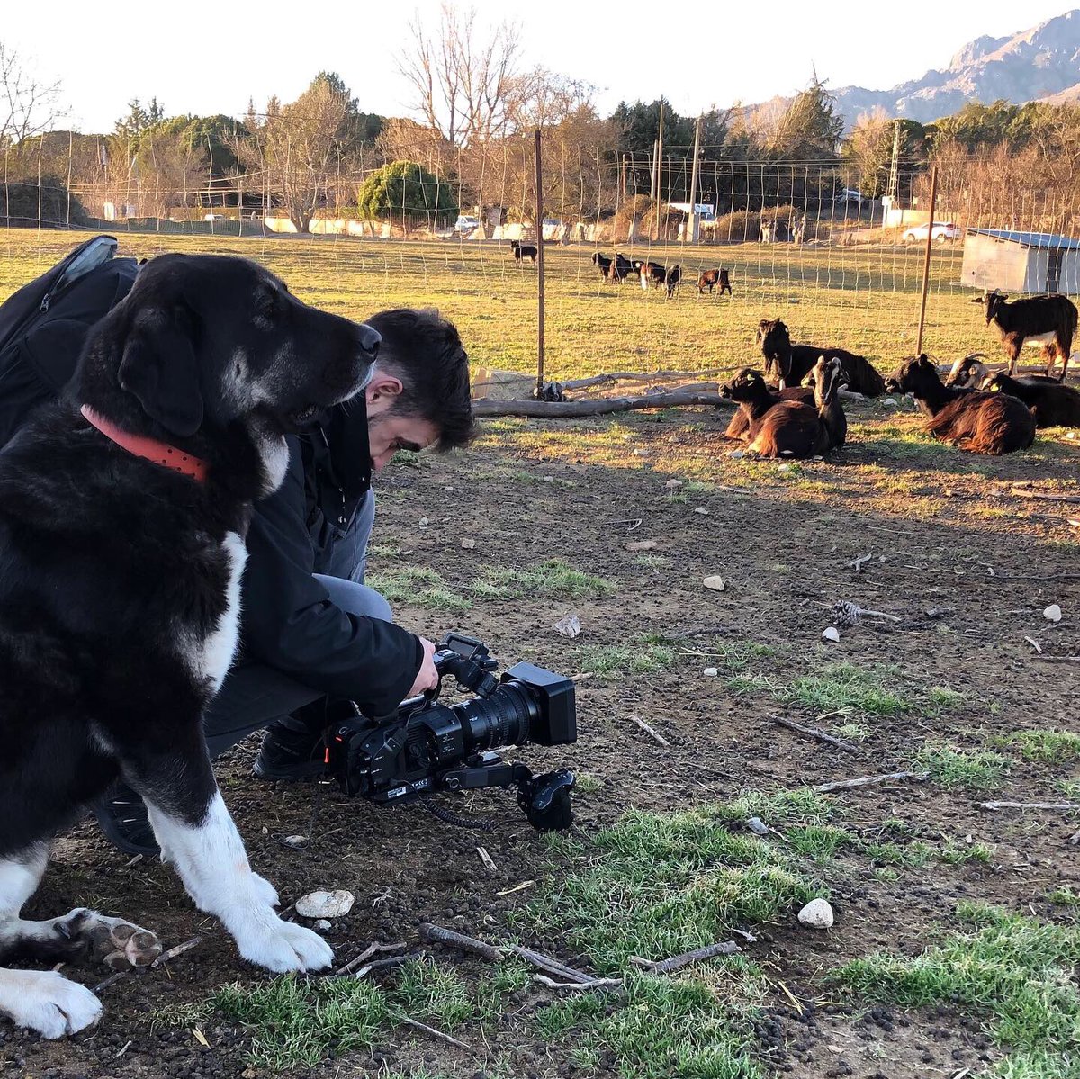 Ayer nos visitó <a href="/tiempobrasero/">Tutiempo</a> con su equipo de <a href="/a3noticias/">Antena 3 Noticias</a> <a href="/atresmediacom/">Atresmedia Comunicación</a> para hacer un precioso reportaje sobre la importancia de los #rebaños de #cabras y la #economiacircular #pnguadarrama @aytoBCM