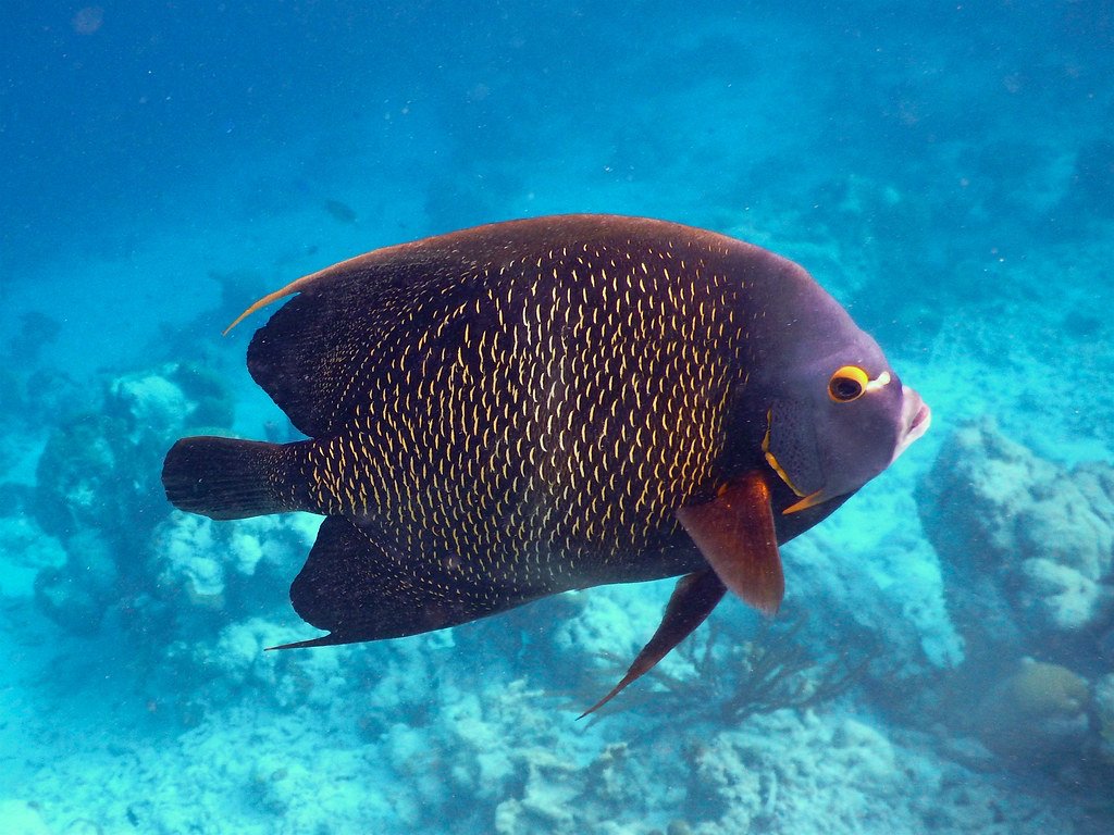 Ich werde beobachtet:.
Franzosen-Kaiserfisch (Pomacanthus paru) flic.kr/p/2i3enTQ