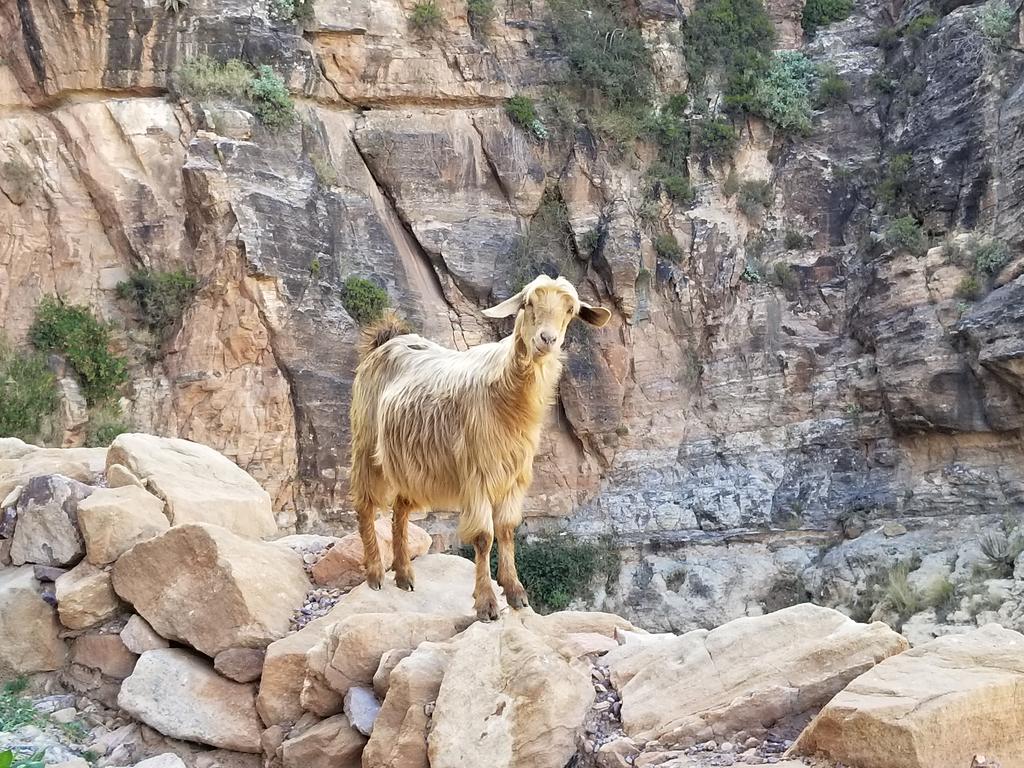 Wesamqaid's tweet photo. Mountain goats such incredible climbers. #Kawkaban #Yemen https://t.co/BytOuLcJvU