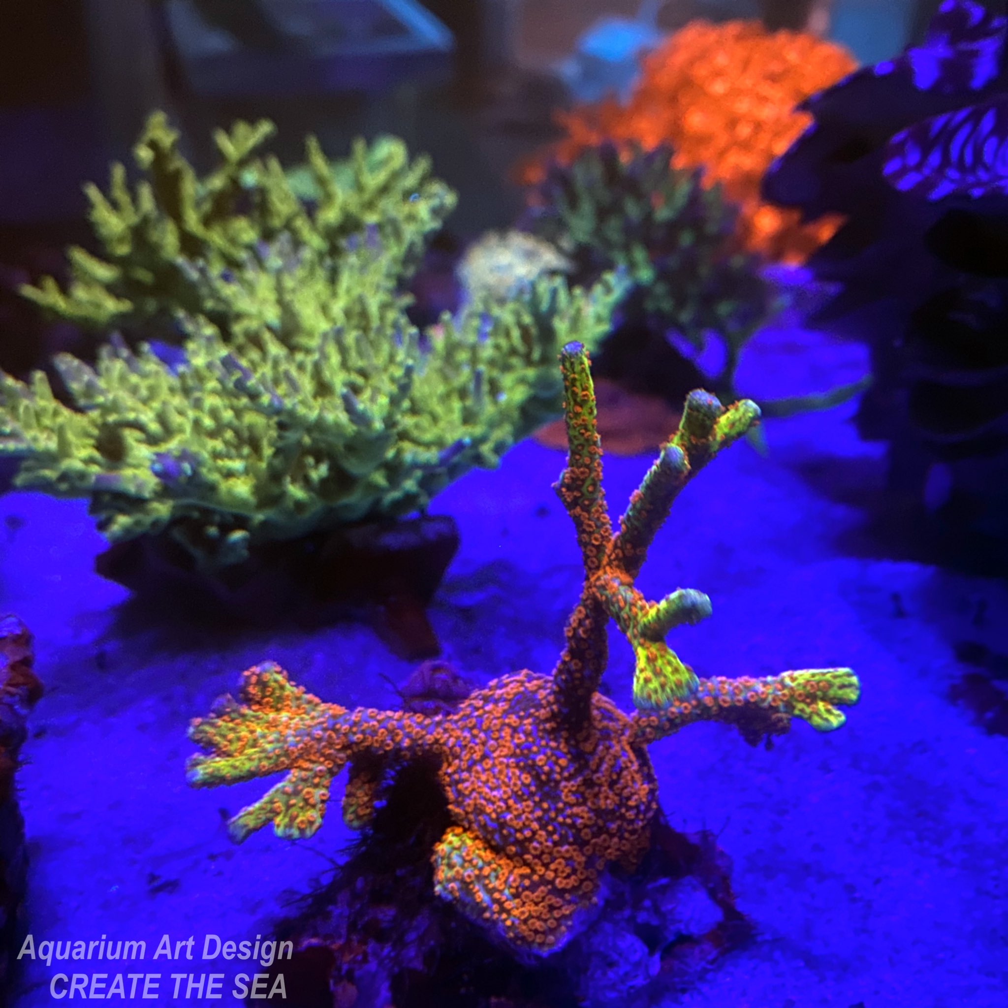 驚きの激安価格 エダコモンサンゴ FORESTFIRE 海水魚用品