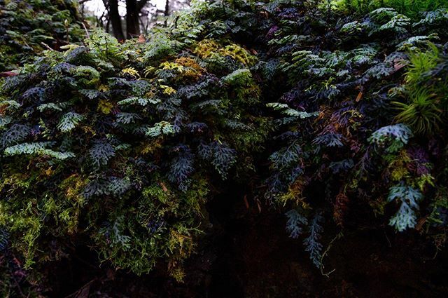 ROHAAAAAAN's tweet photo. color ful
#苔
#こけ
#コケ
#moss
#富士山
#mtfuji
#青木ヶ原樹海
#mossforest
#カメラマンさんと繋がりたい
#カメラマン
#mossworld
#nikon
#cameraman
#seaoftrees
#jukai
#japan
#inforest
#japanofinsta
#ig_nature
#マクロレンズ
#macro
#macrophotography
#colorful https://t.co/cSJjjLfzcR