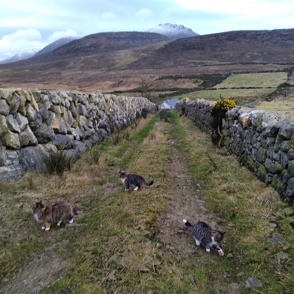 Beautiful Mourne Mountains, Co Down, N  #Ireland. Mournes are made up of 12 mountains with 15 peaks & include the famous Mourne wall (keeps sheep & cattle out of reservoir)! Area of Outstanding Natural Beauty. Partly  @NationalTrustNI. Daniel Mcevoy (with lovely cats!)  #caturday