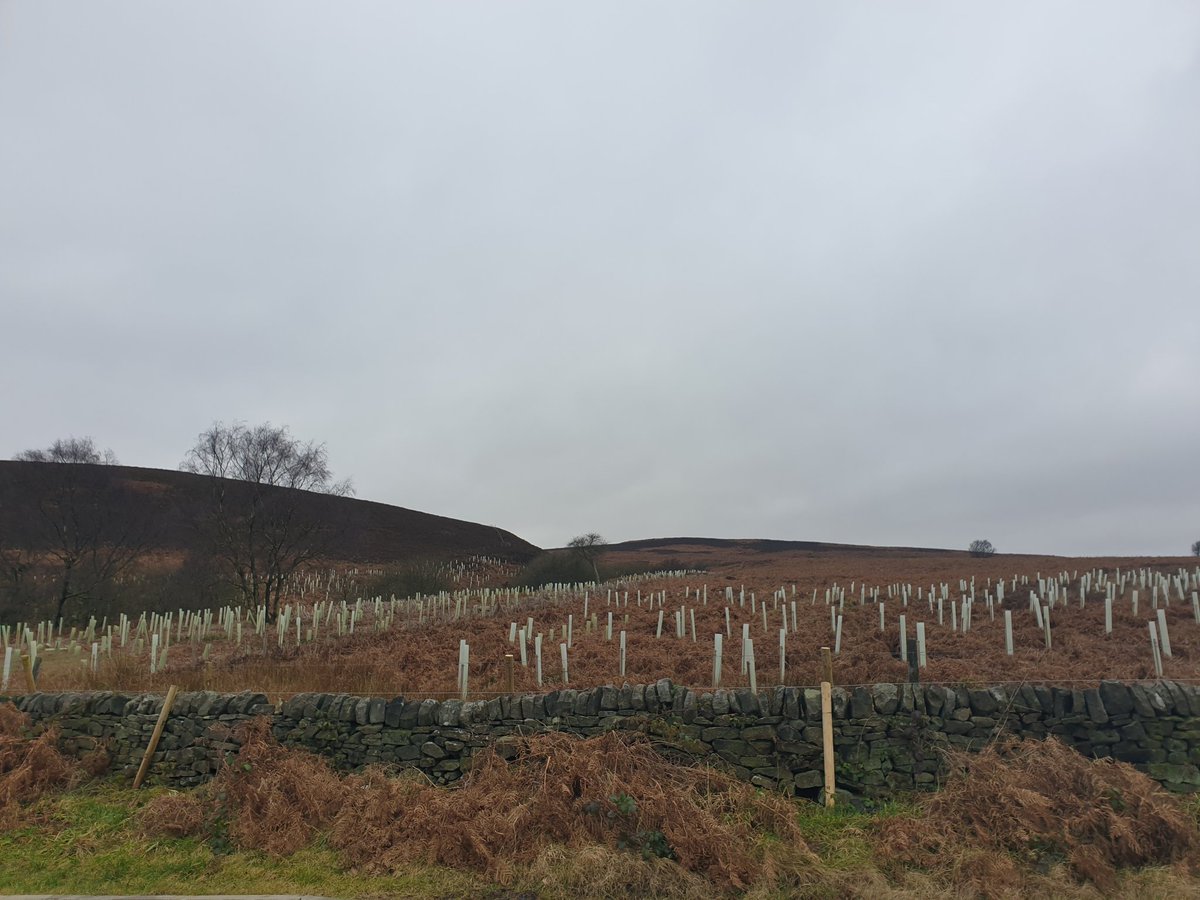 natalieben's tweet photo. Partnership @eastermoors near #Sheffield has planted 30,000 trees in past three years, all by volunteers. 

Looking forward to a day of doing my share - holly, oak, alder, rowan, willow, downy &amp; silver birch
#sheffieldissuper https://t.co/yYNUmy4Miv