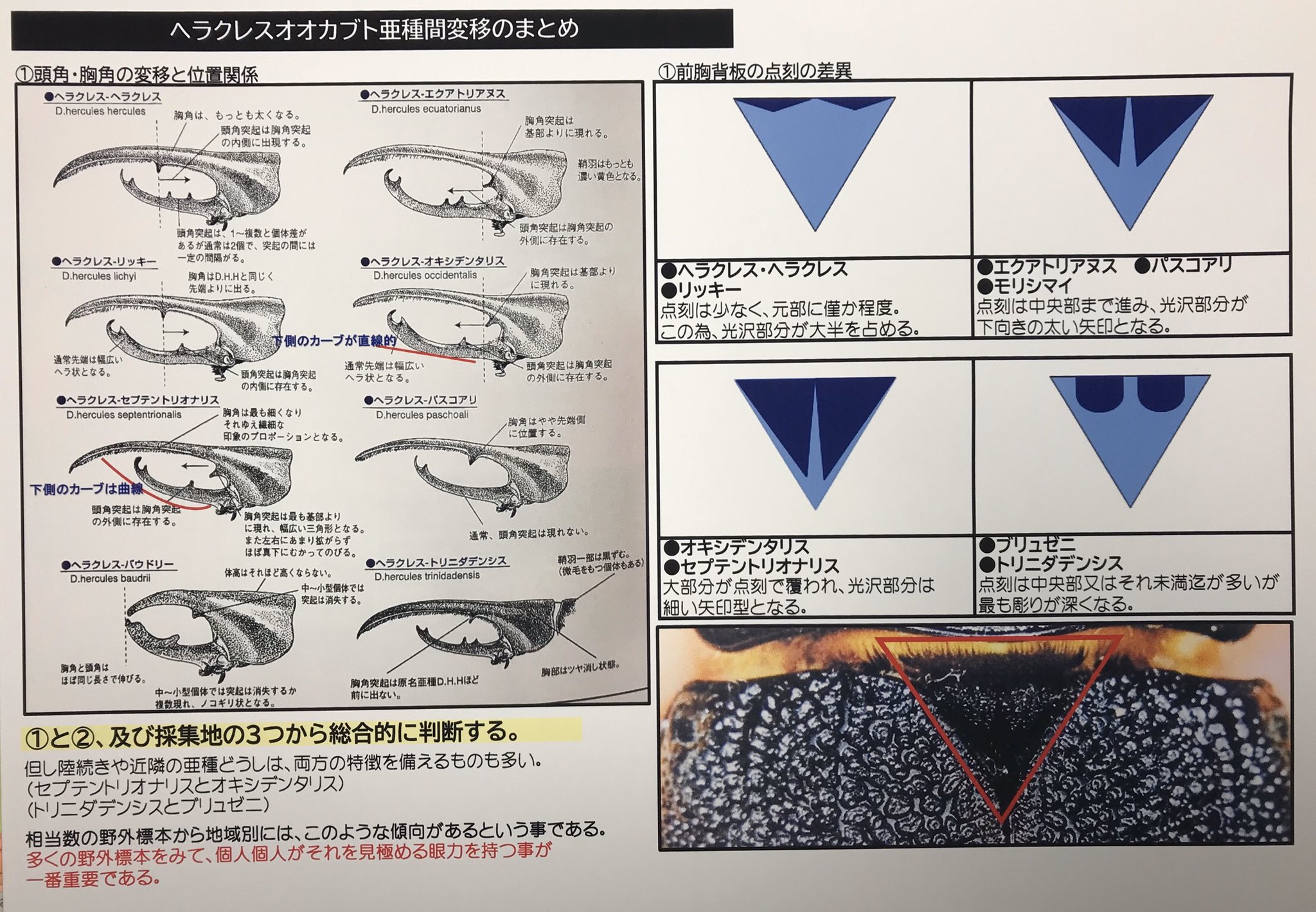 Yonepie ヘラクレス亜種の見分け方 お問い合せが多いので 基本編として 拙著 Wonderland Beetles 1 から まとめました 但し 大陸産の物は変移が連続していて 双方の両方の特徴を持っている個体も存在します 多くの野外標本を見て 眼力を Yonepie ヘラクレス亜種の見分け方 お問い合せが多いので 基本編として 拙著 Wonderland Beetles 1 から まとめました 但し 大陸産の物は変移が連続していて 双方の両方の特徴を持っている個体も存在します 多くの野外標本を見て 眼力を